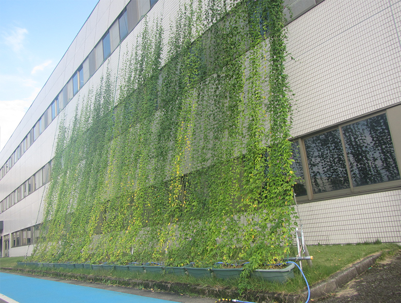 富山事業所のグリーンカーテンの写真